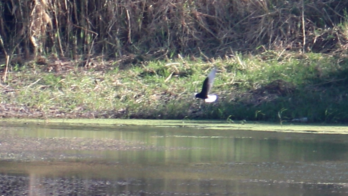 White-winged Tern - ML408038991