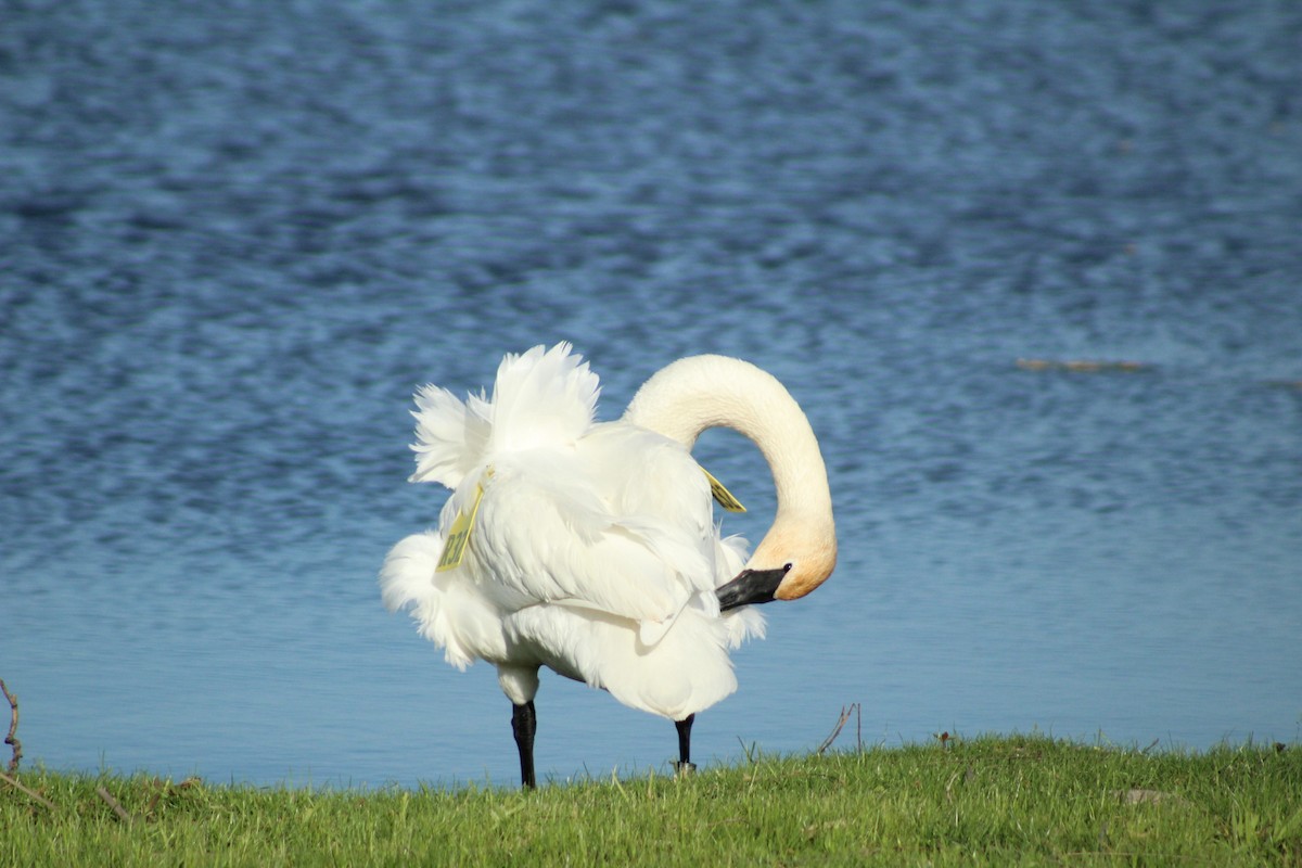 Trumpeter Swan - ML408039111