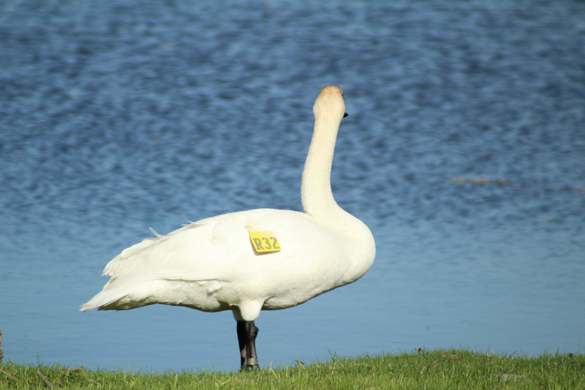 Trumpeter Swan - ML408039121