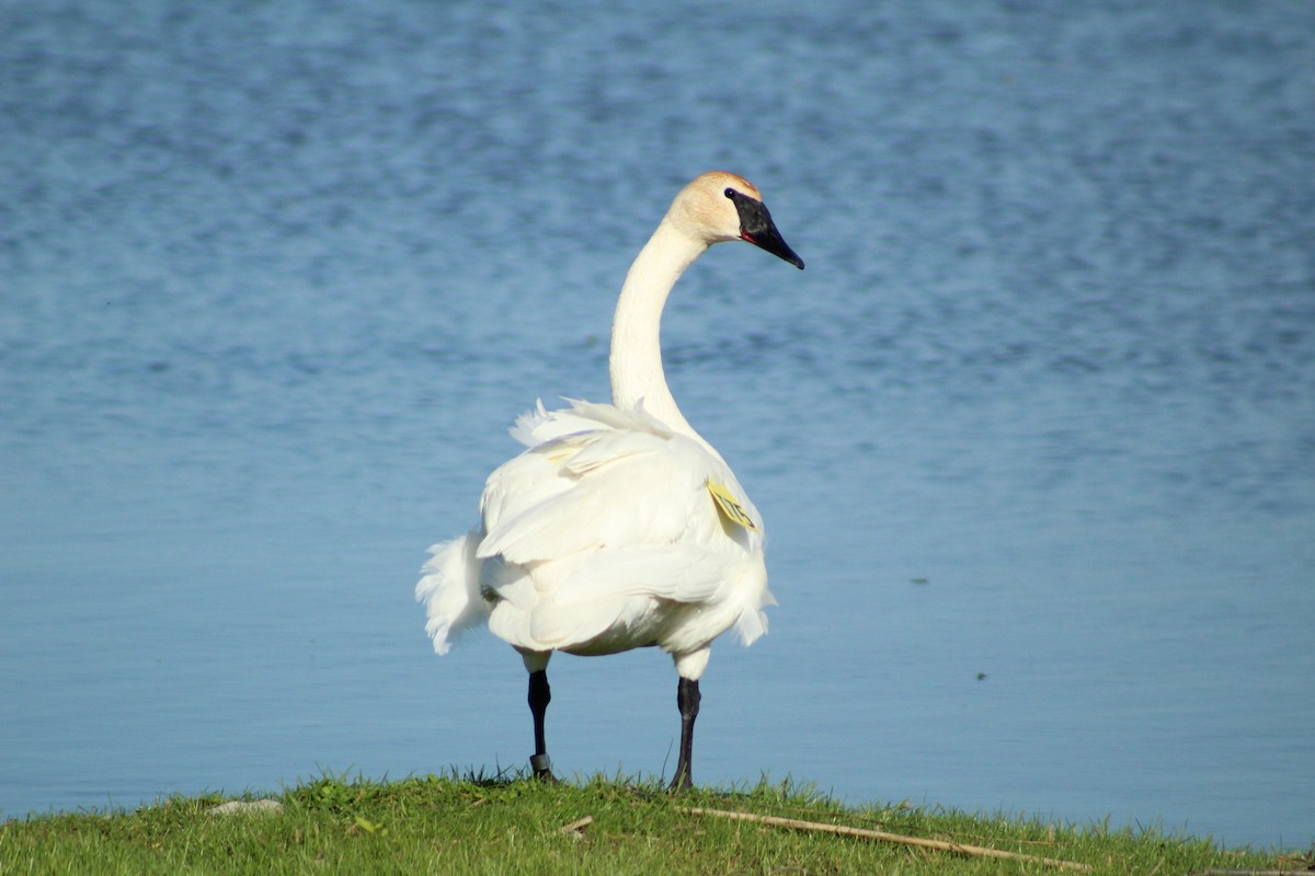 Trumpeter Swan - ML408039131