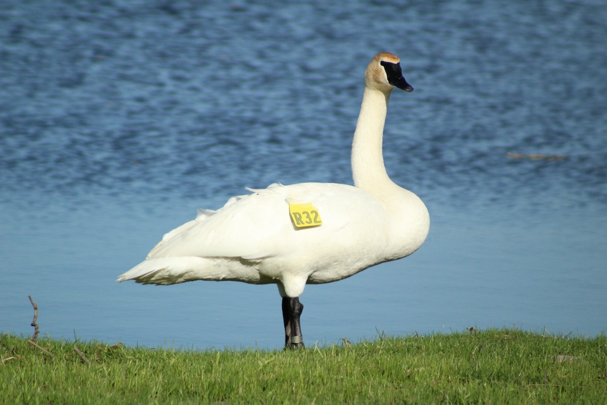 Trumpeter Swan - ML408039141