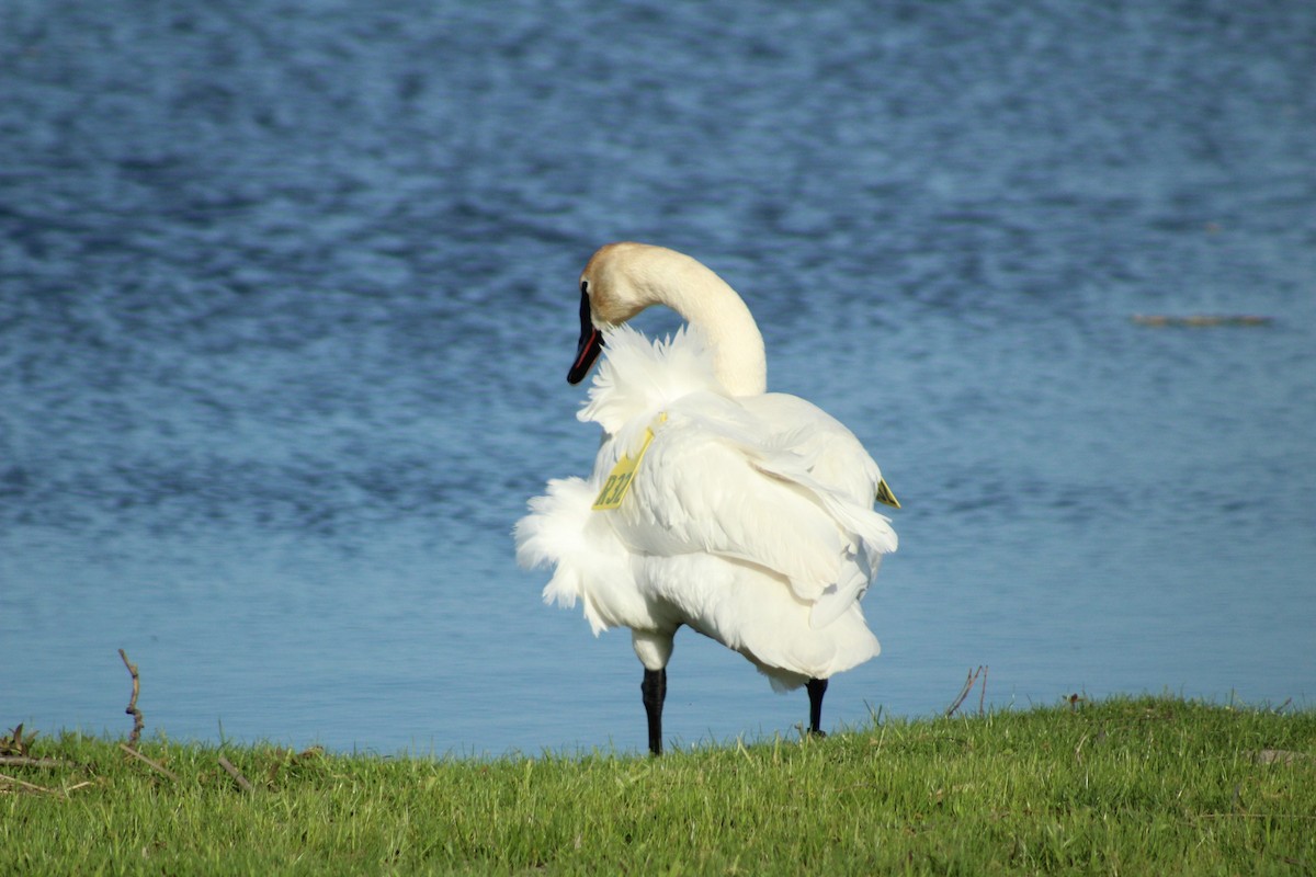 Trumpeter Swan - ML408039151