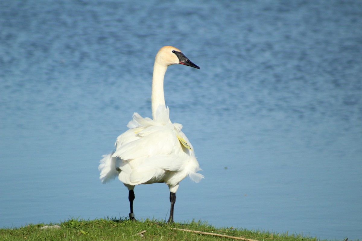 Trumpeter Swan - ML408039161