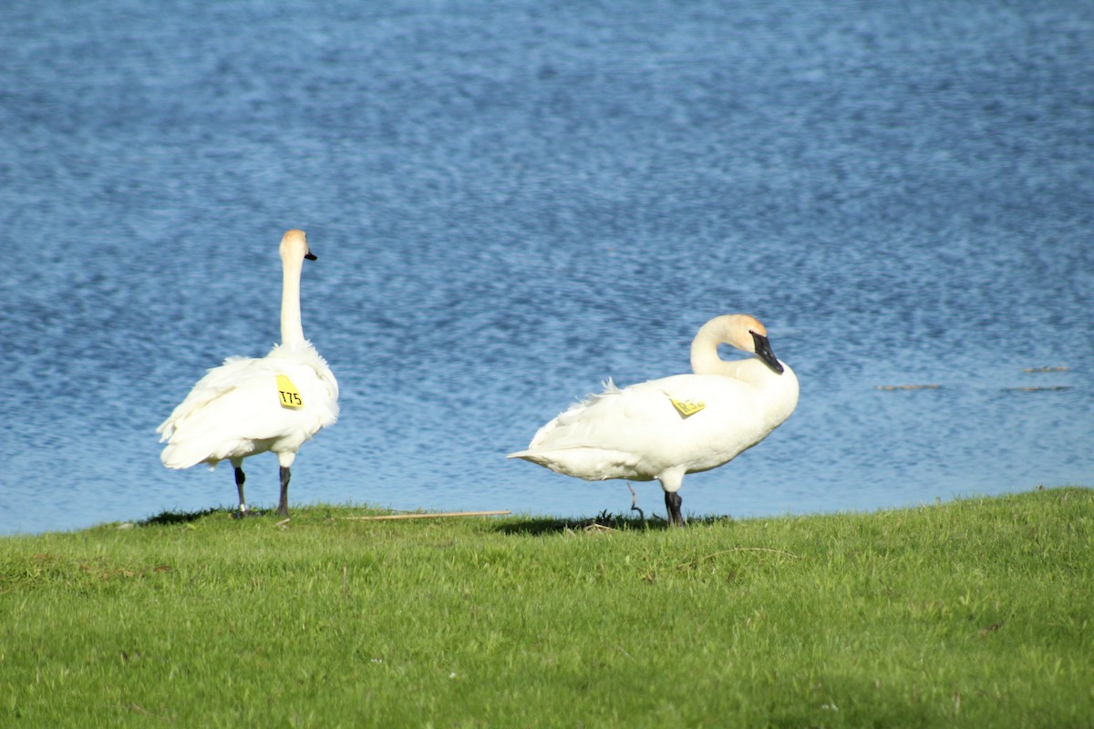 Trumpeter Swan - ML408039171