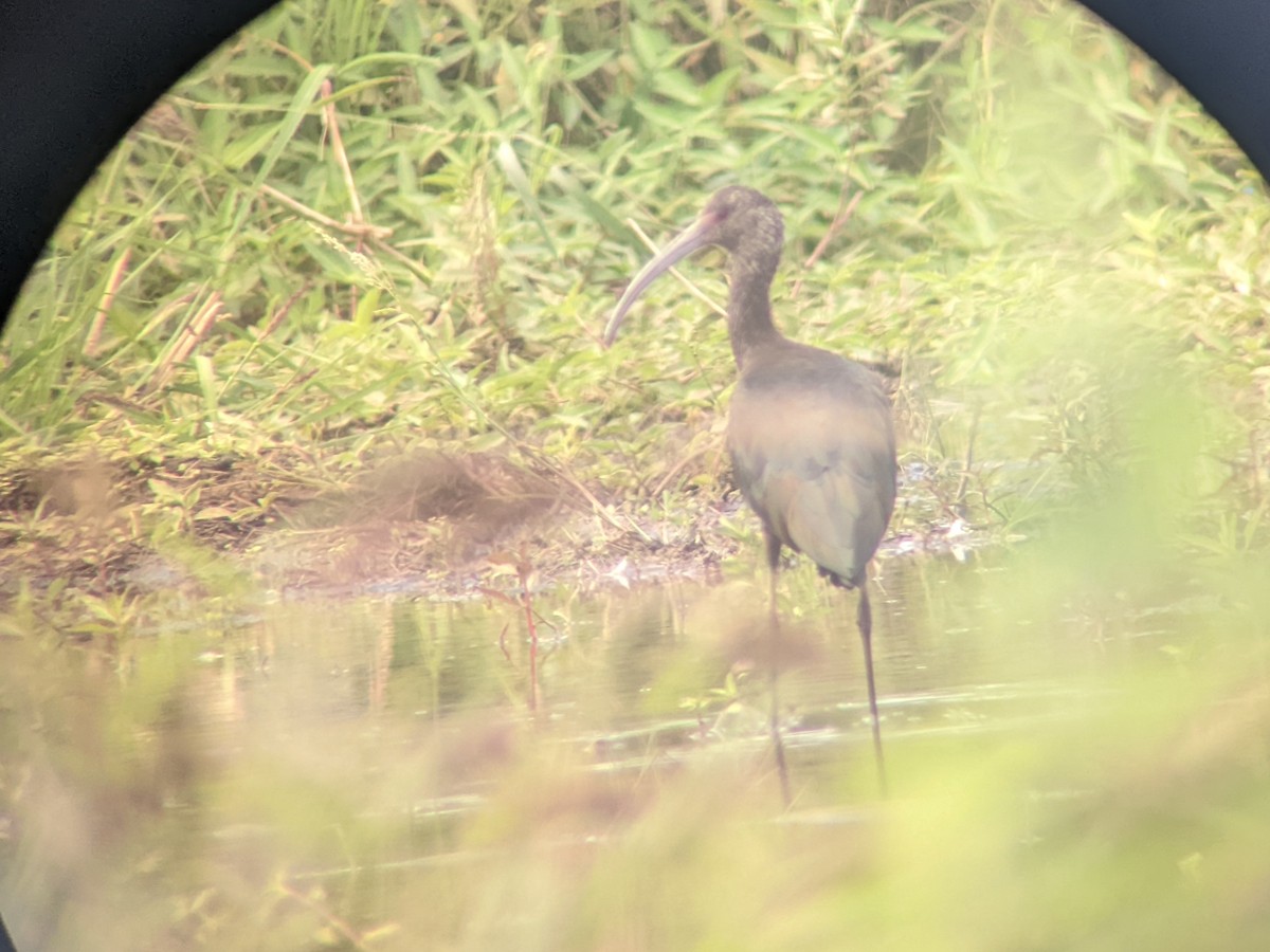 White-faced Ibis - Jennifer Rothe