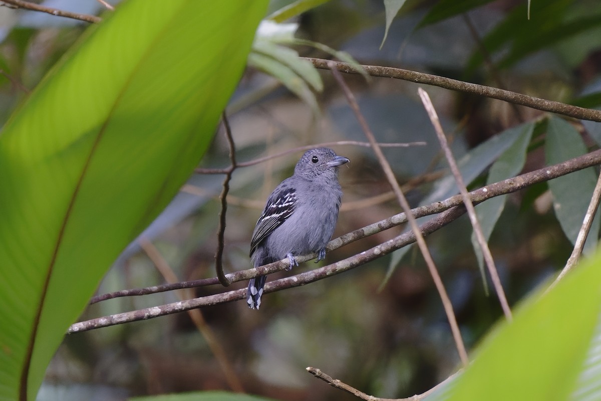 Black-crowned Antshrike - ML408041091