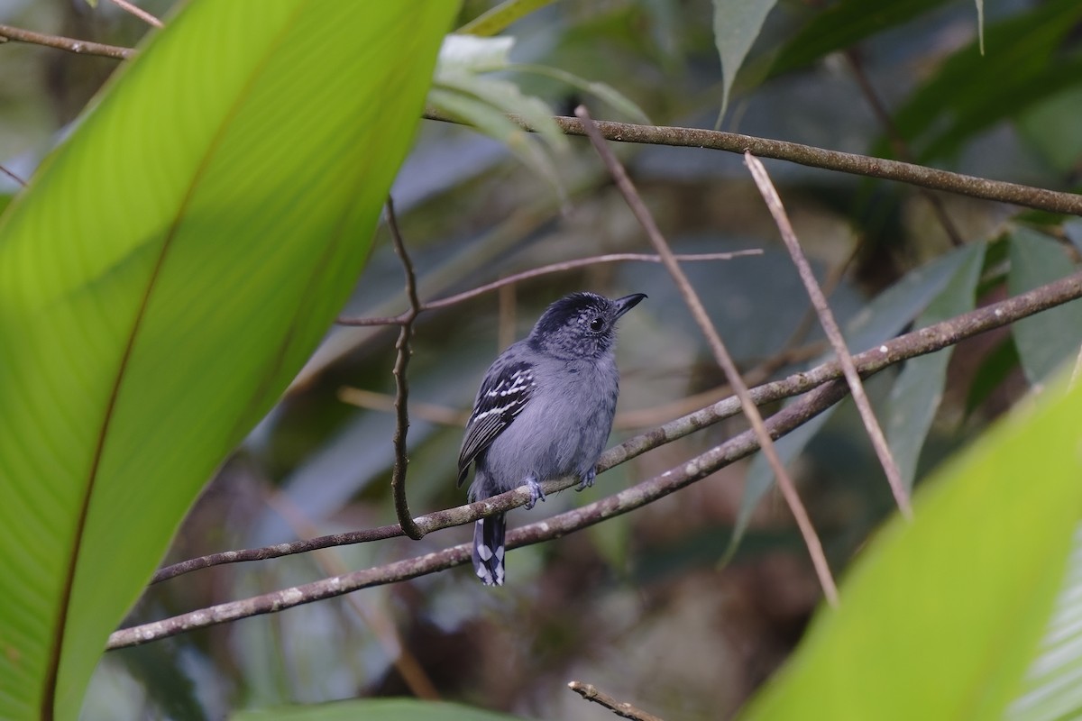 Black-crowned Antshrike - ML408041141