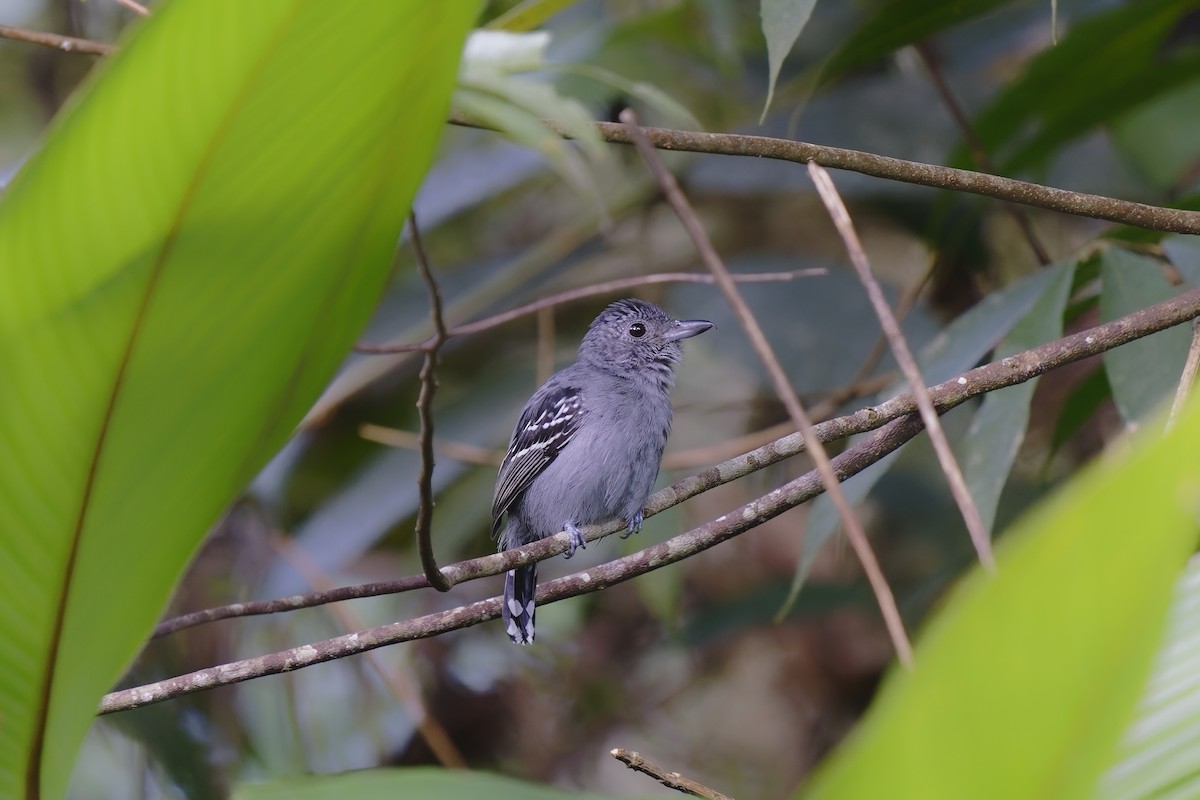 Black-crowned Antshrike - ML408041171