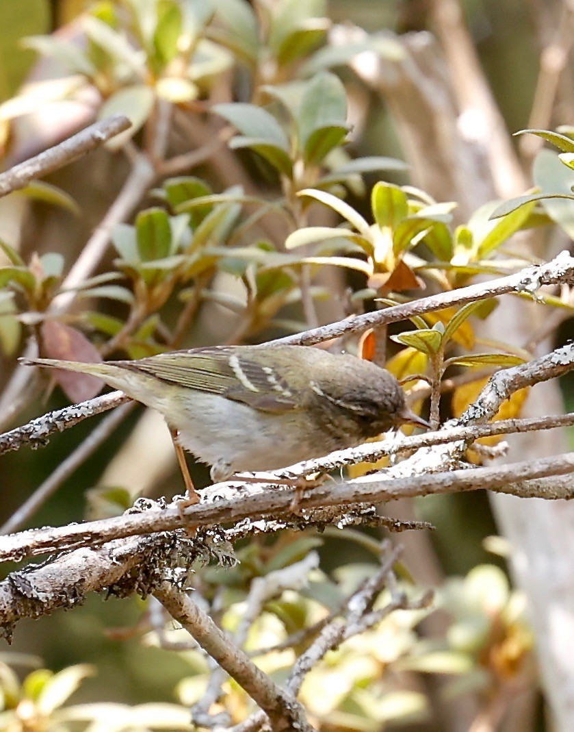 Chinese Leaf Warbler - Mark  Hogarth