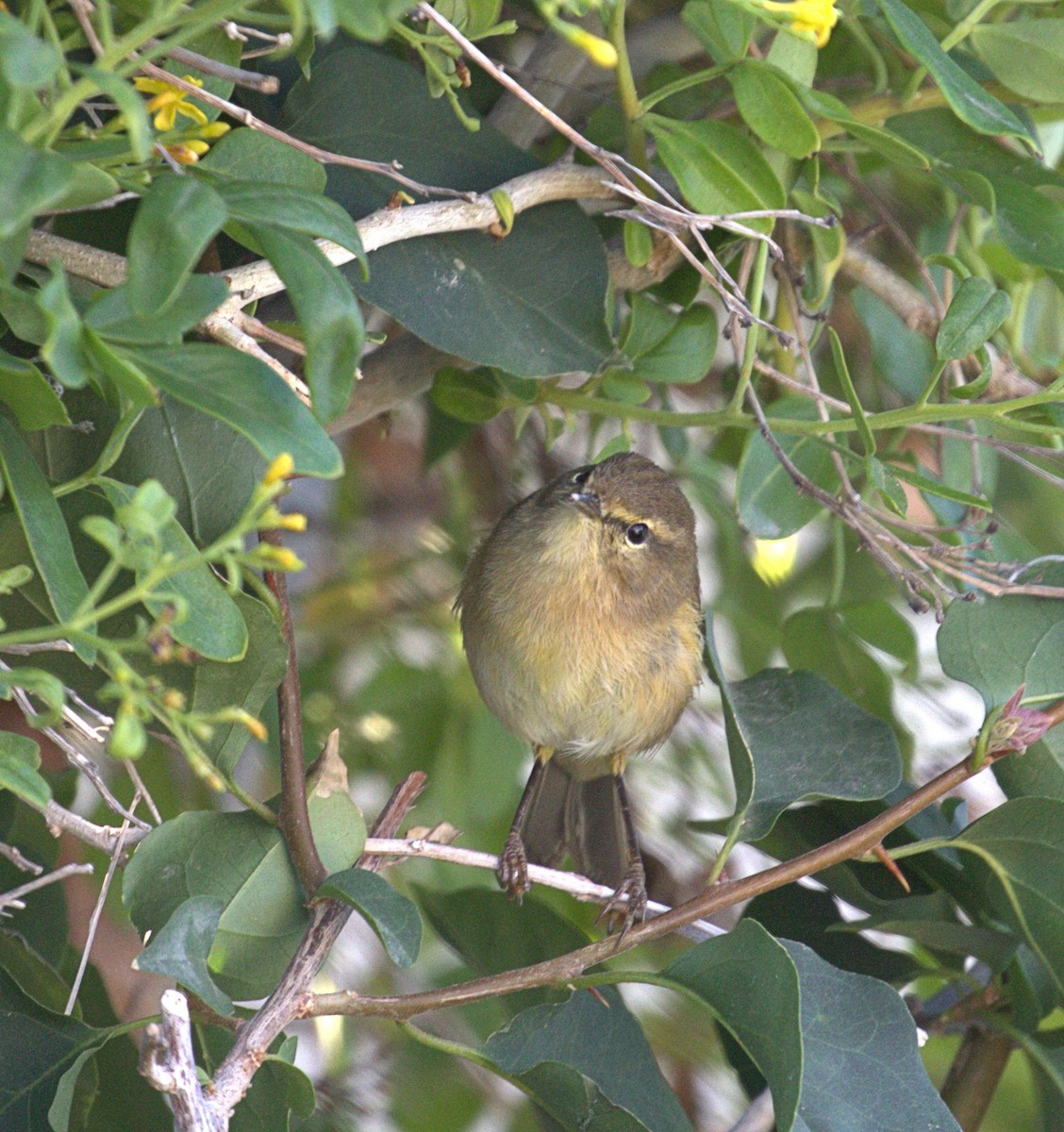 Canary Islands Chiffchaff - ML408043031