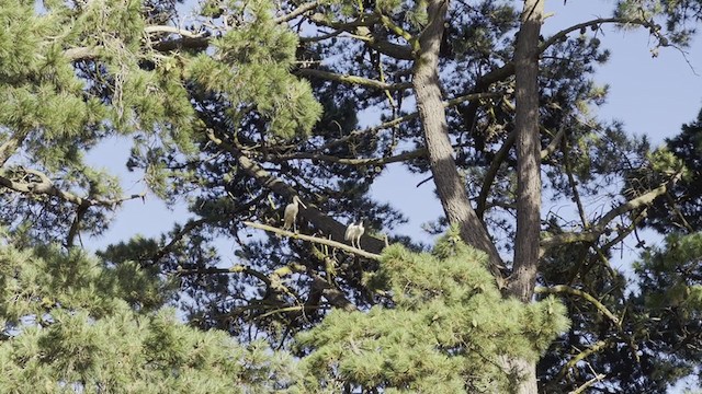 Mokozabal mokohoria - ML408043161