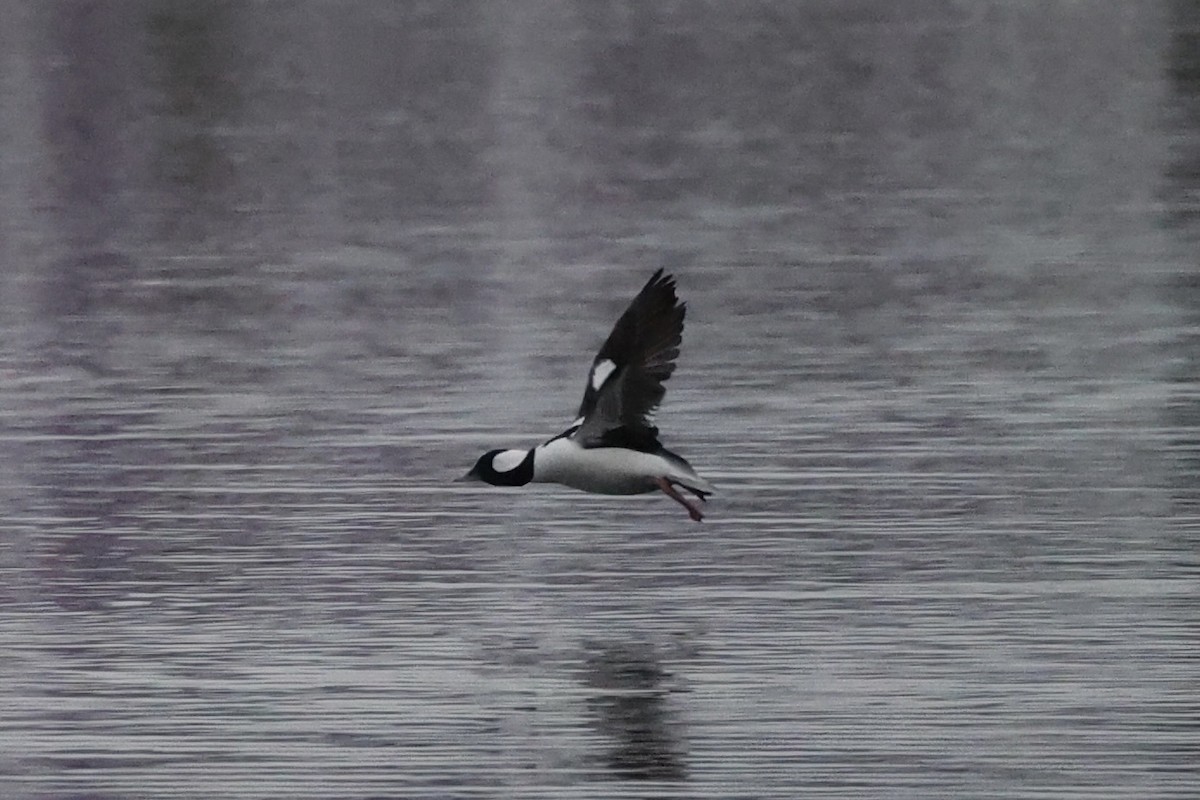 Bufflehead - Andrew William