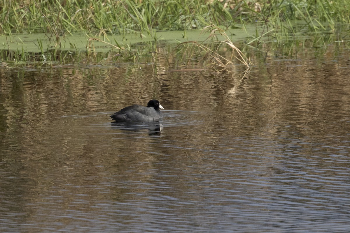 American Coot - ML40804551