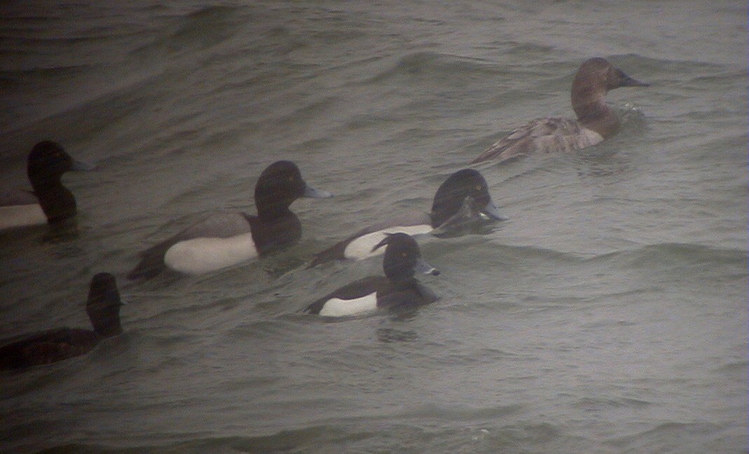 Tufted Duck - ML40804591