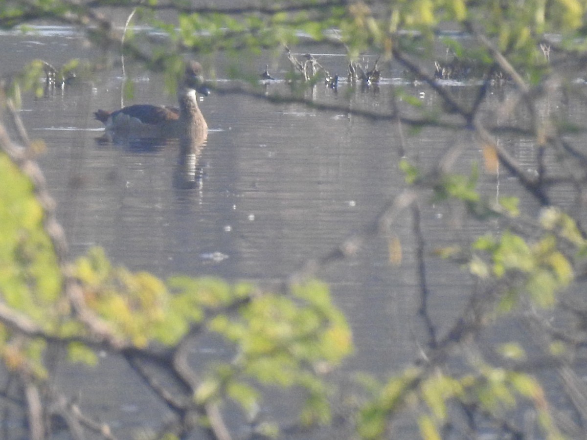 Lesser Whistling-Duck - dineshbharath kv