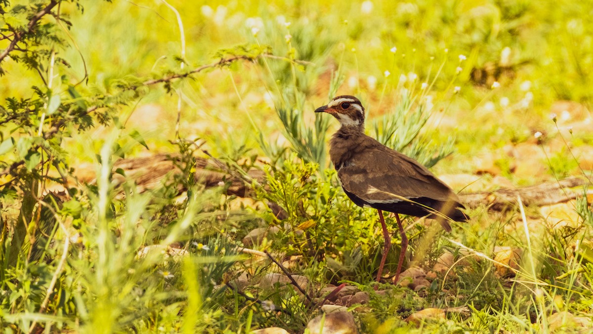 Bronze-winged Courser - ML408046861