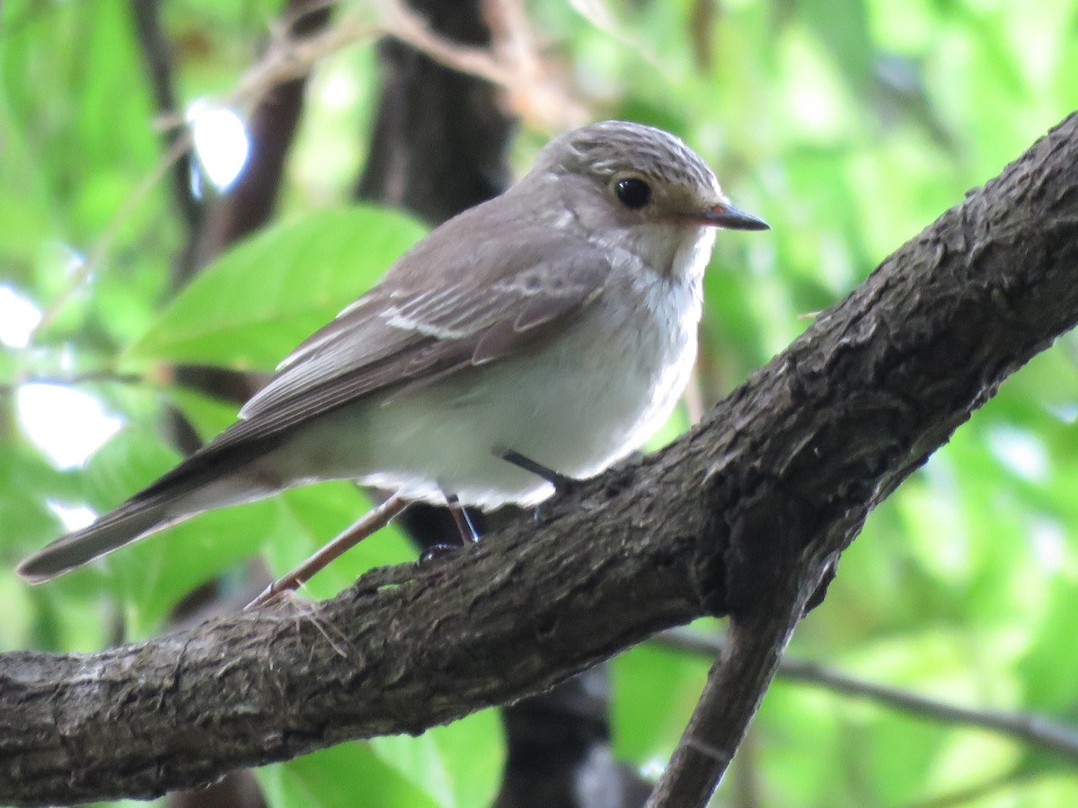 Spotted Flycatcher - ML408048371