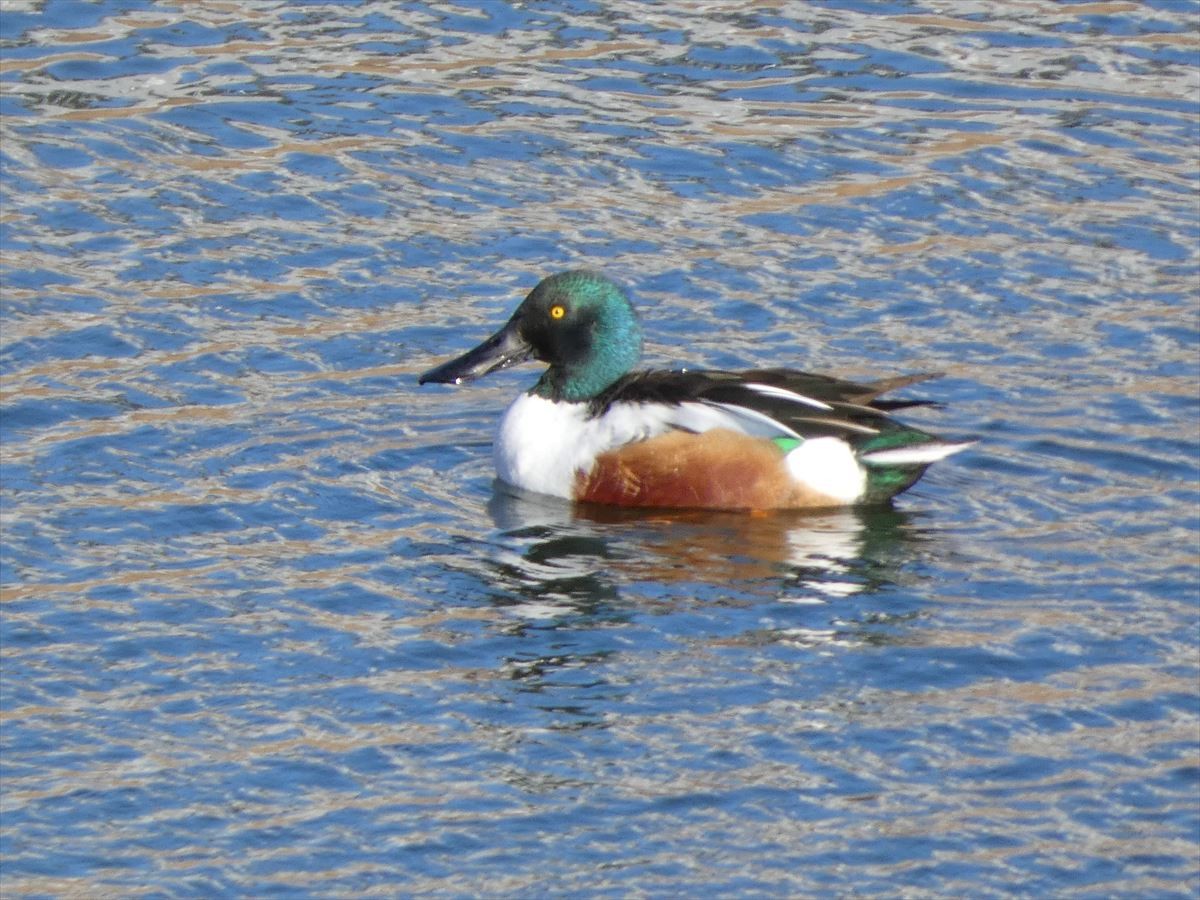 Northern Shoveler - ML408049311