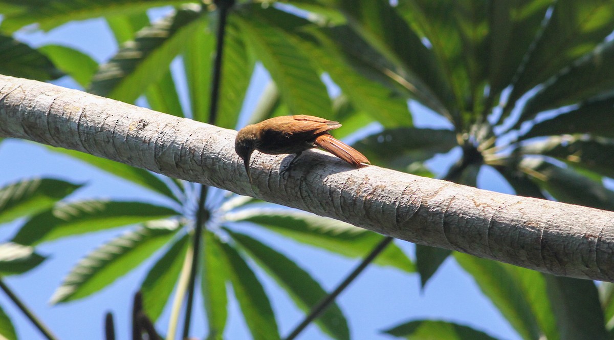 Dusky-capped Woodcreeper (Rondonia) - ML40805211