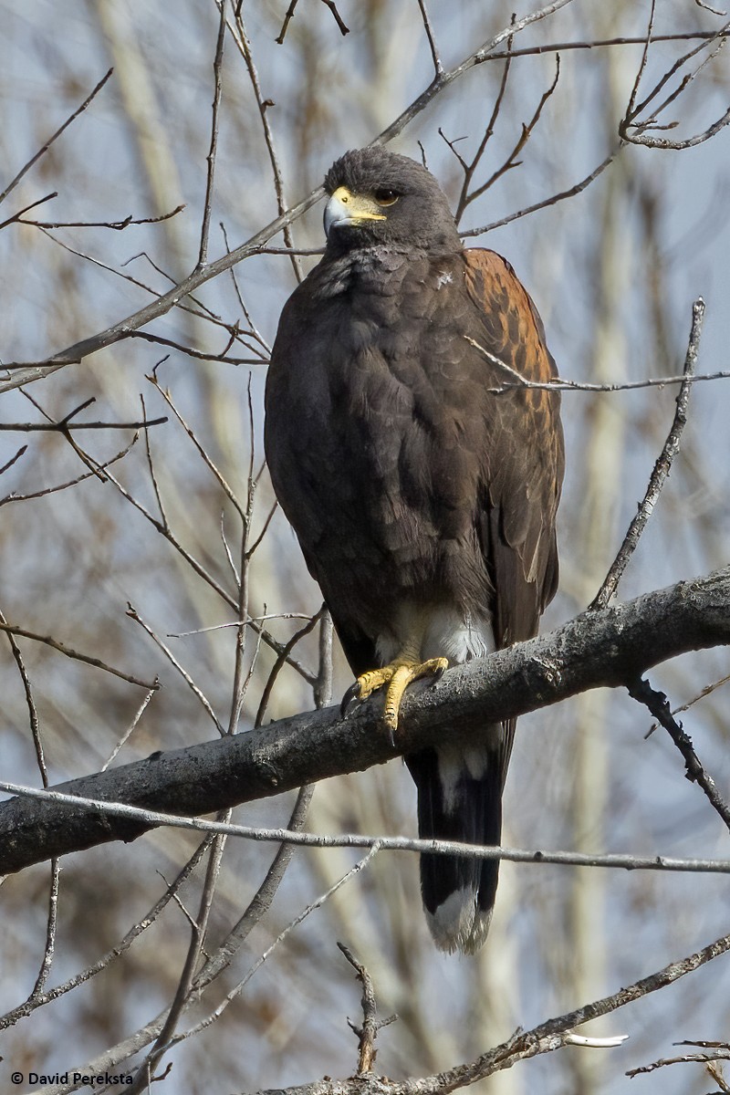 Harris's Hawk - David Pereksta