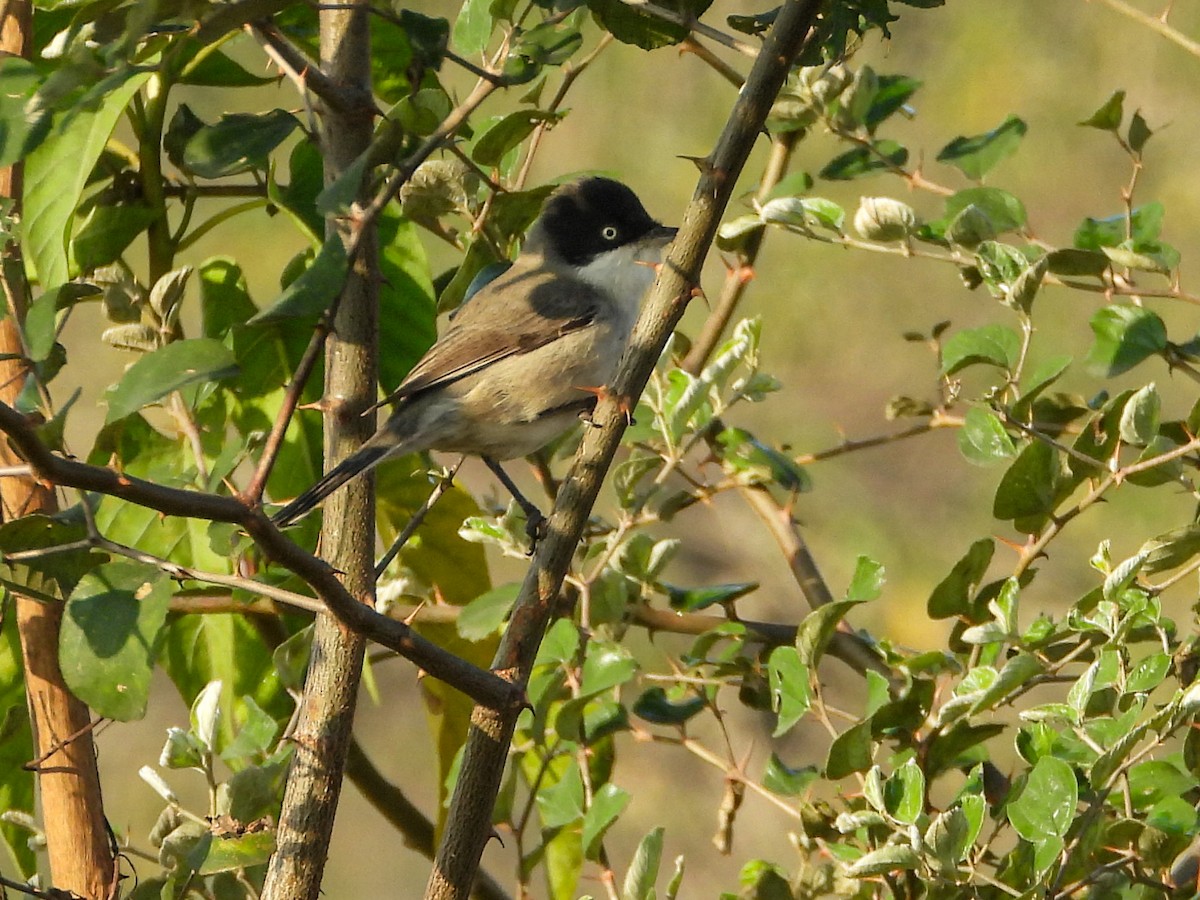 Fauvette orphéane - ML408053951