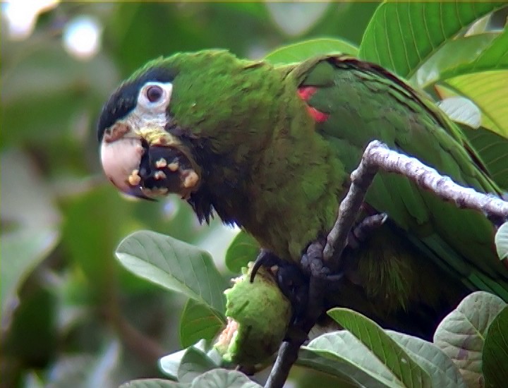 Red-shouldered Macaw (Southern) - ML408054731