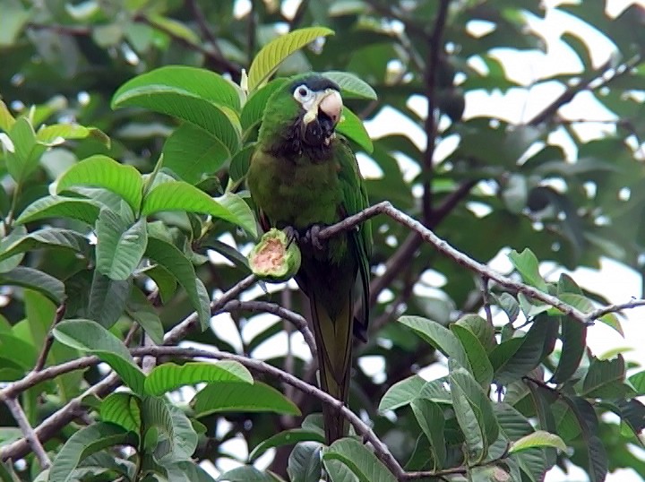 Red-shouldered Macaw (Southern) - ML408054741