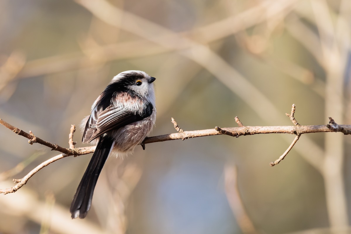 Long-tailed Tit - ML408056291