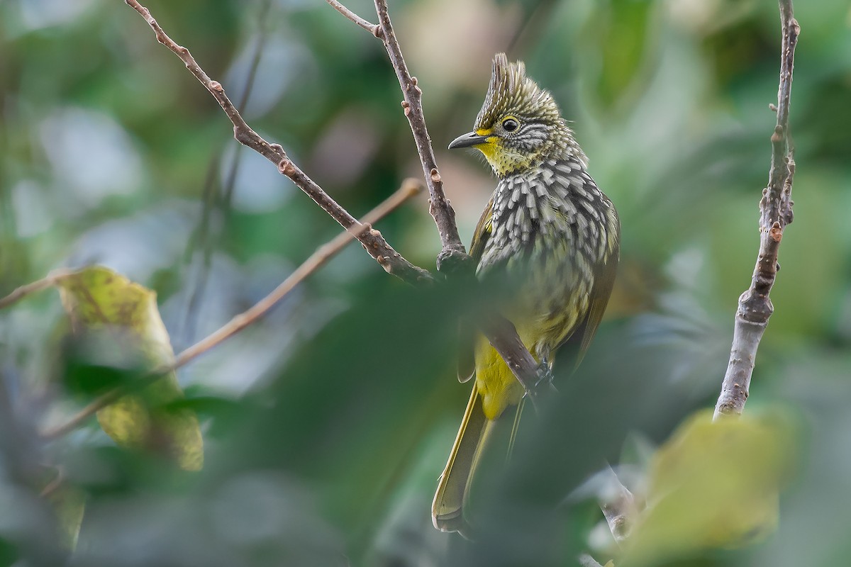 Striated Bulbul - Natthaphat Chotjuckdikul