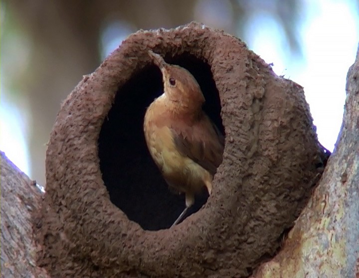 Rufous Hornero - Josep del Hoyo