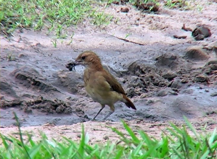 Rufous Hornero - ML408057031