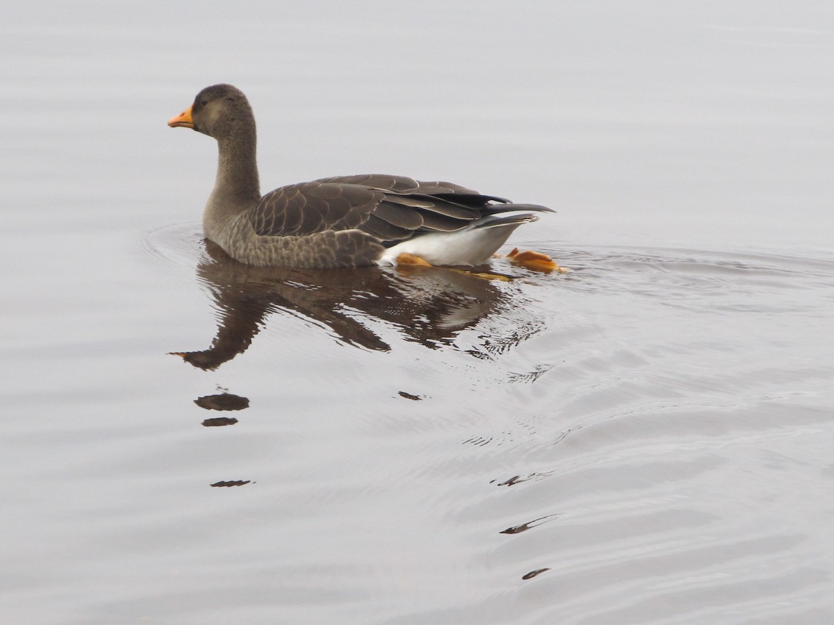 Greater White-fronted Goose (Greenland) - ML40805721