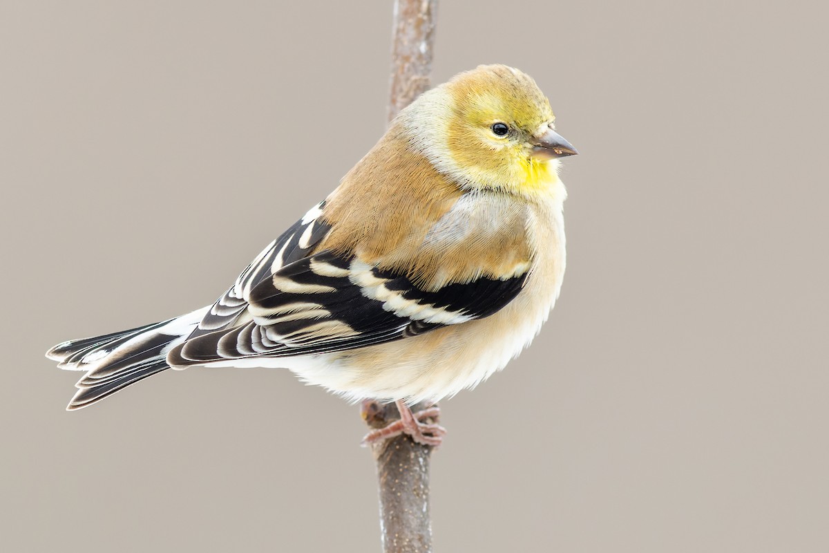 American Goldfinch - Brad Imhoff