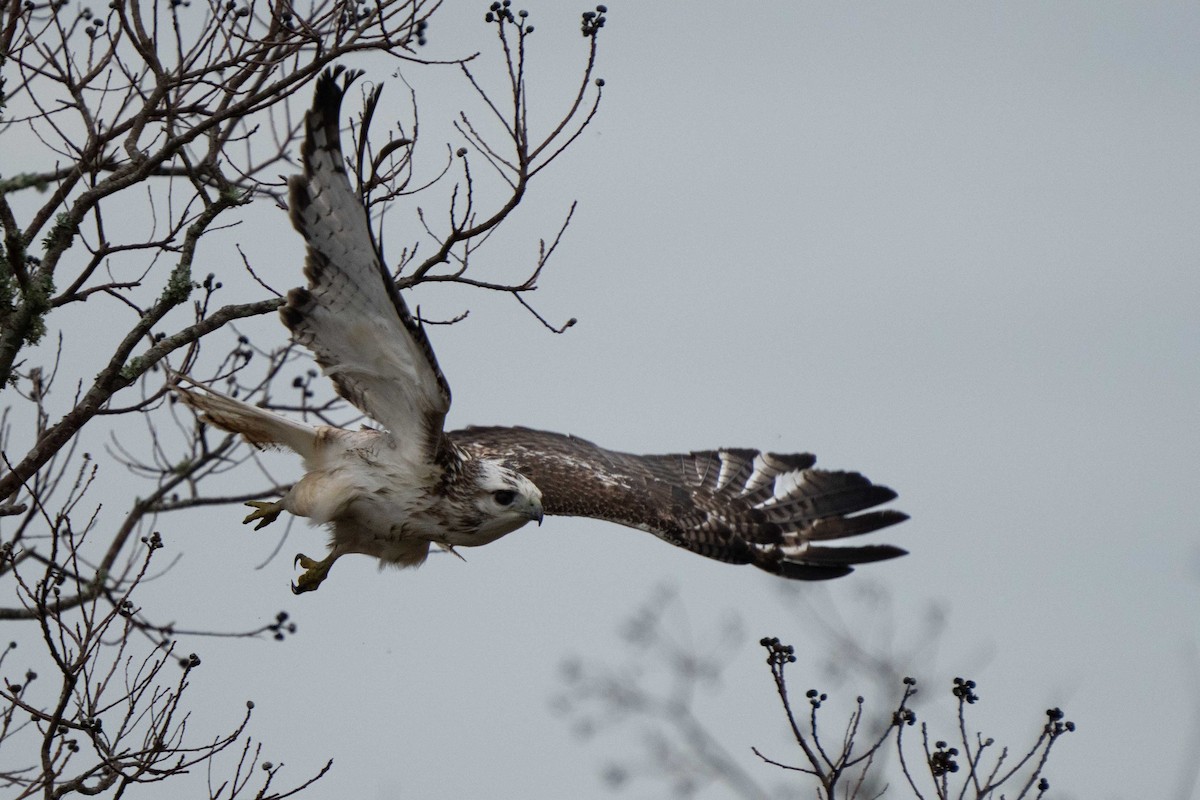 Red-tailed Hawk - Holger Schneider