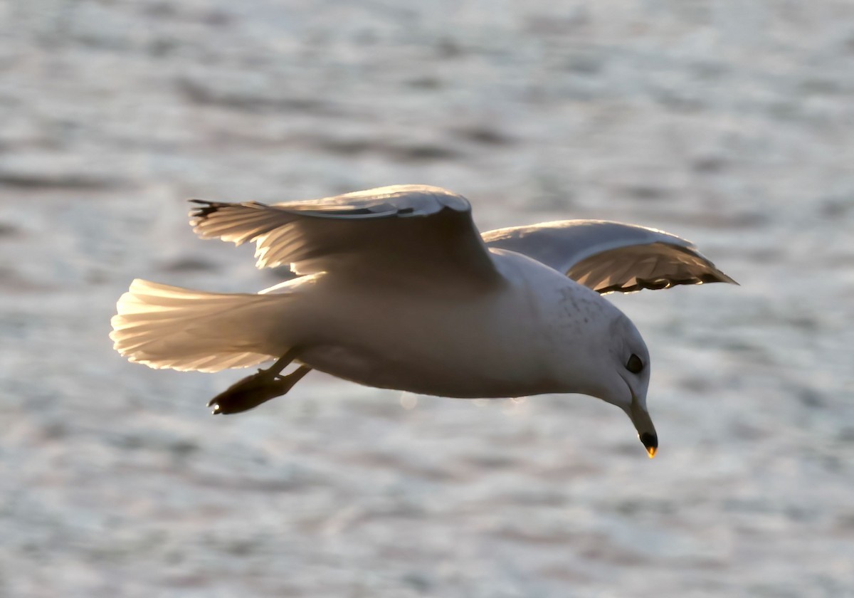 Ring-billed Gull - ML408059701