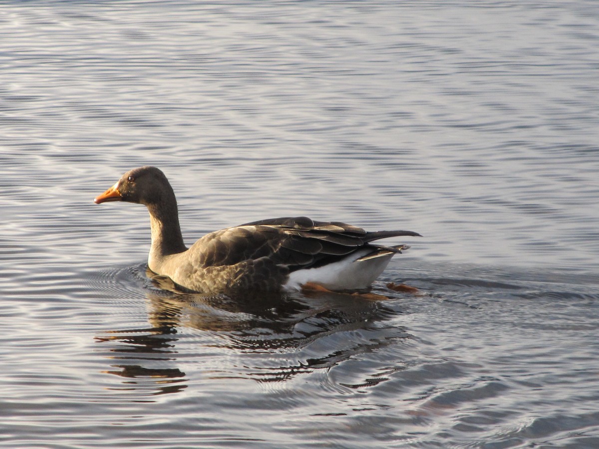 Greater White-fronted Goose (Greenland) - ML40805981
