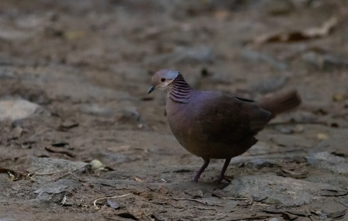 Lined Quail-Dove (linearis) - Jay McGowan