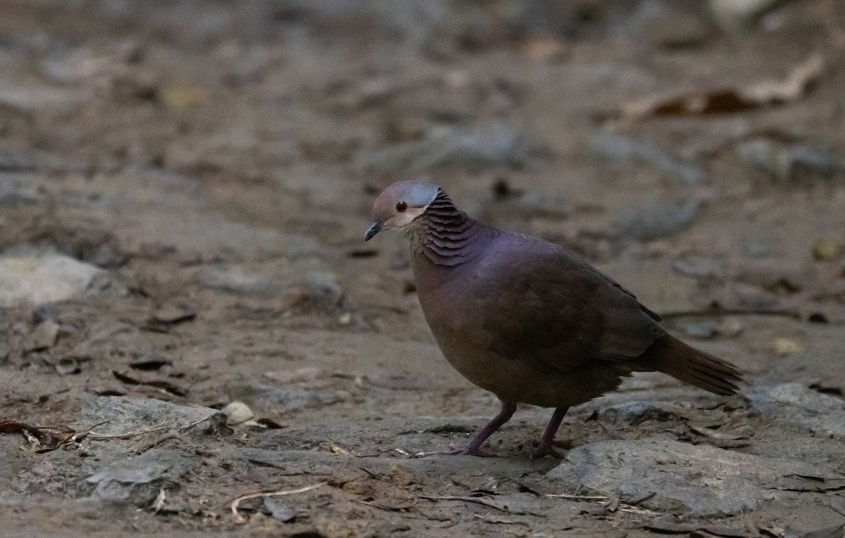 Lined Quail-Dove (linearis) - Jay McGowan