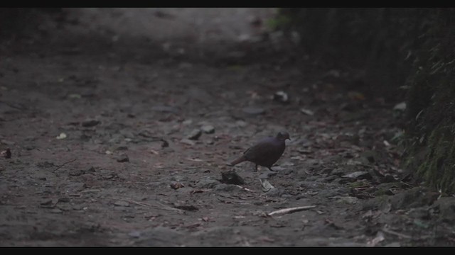 holub venezuelský (ssp. linearis) - ML408061101
