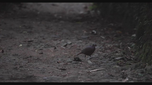 Lined Quail-Dove (linearis) - ML408061101