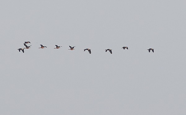 Dendrocygne fauve - ML40806161