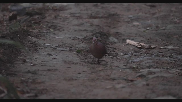 holub venezuelský (ssp. linearis) - ML408061921