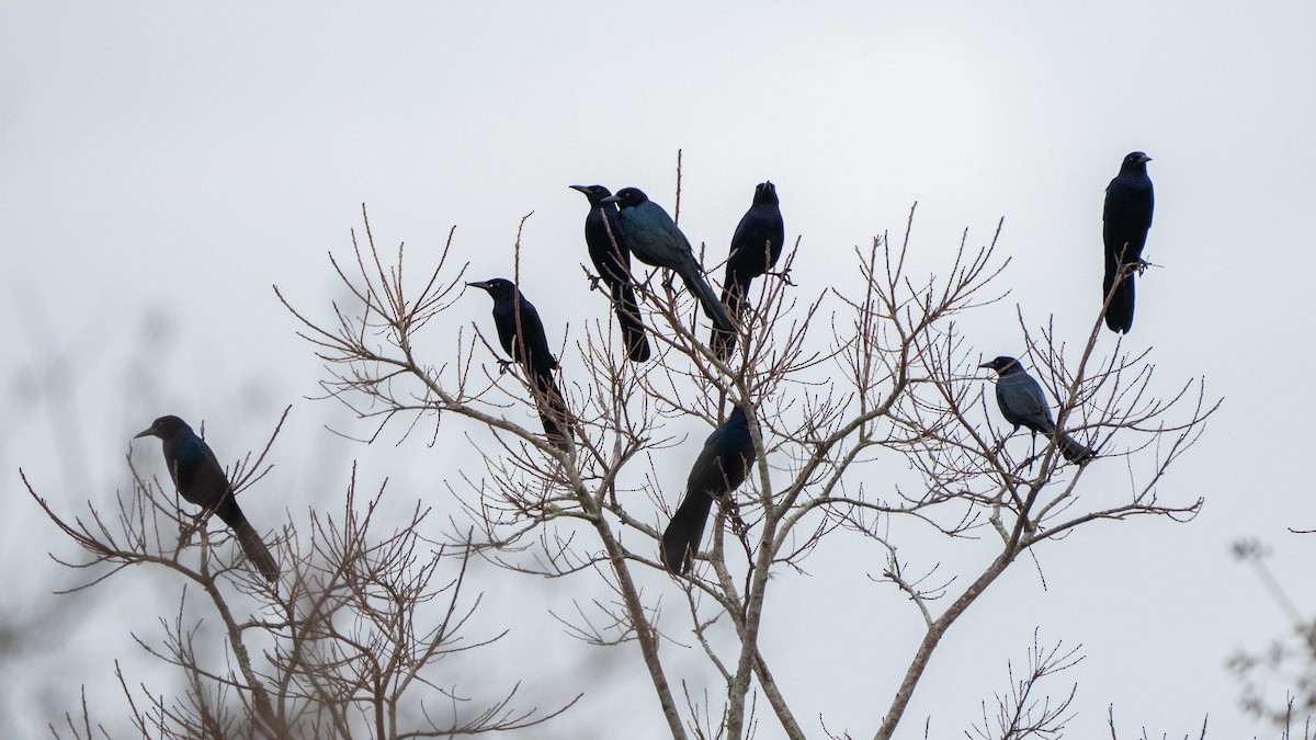 Boat-tailed Grackle - Holger Schneider