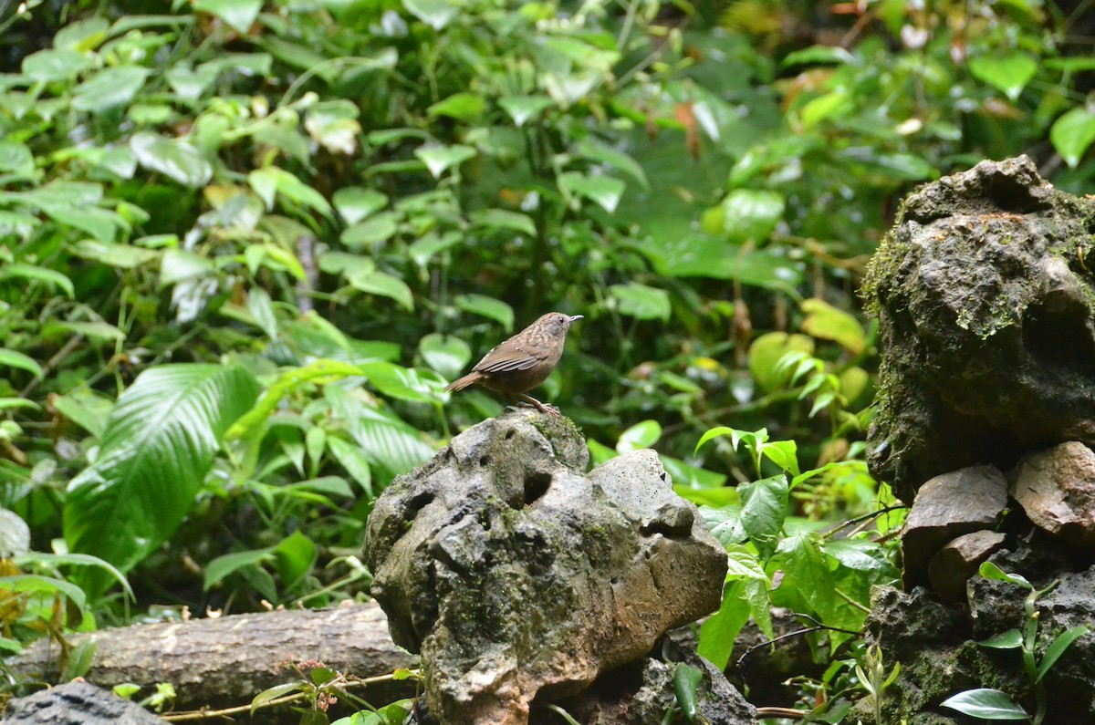 Streaked Wren-Babbler - ML408063061