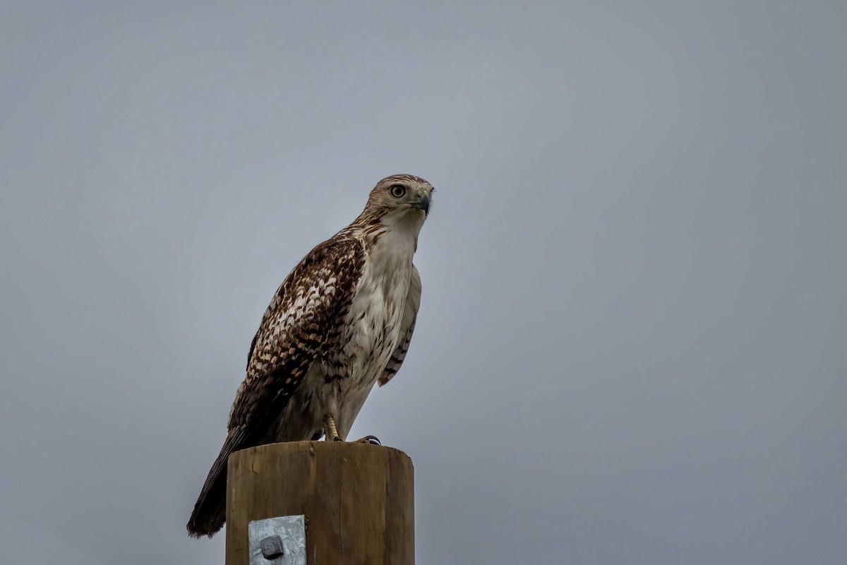 Red-tailed Hawk - Holger Schneider