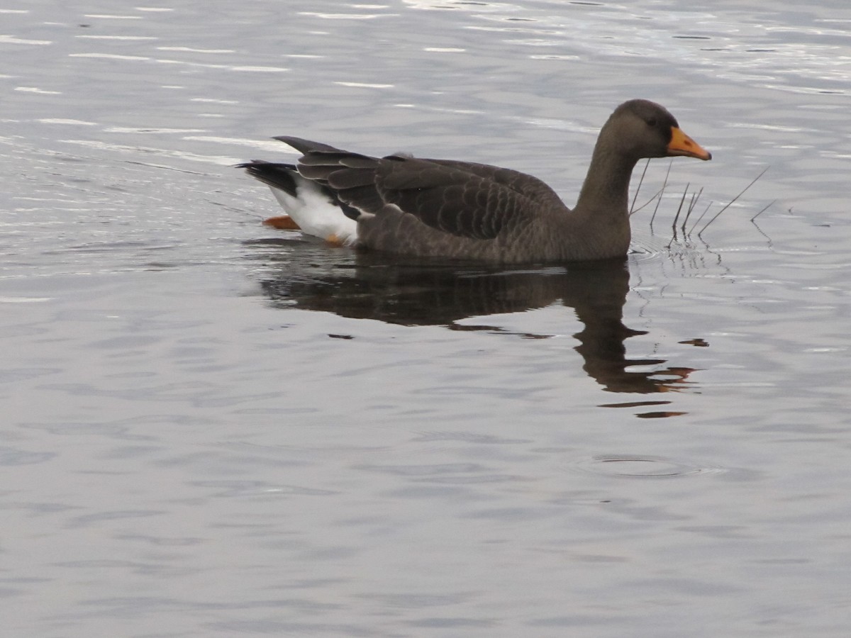 Greater White-fronted Goose (Greenland) - ML40806381