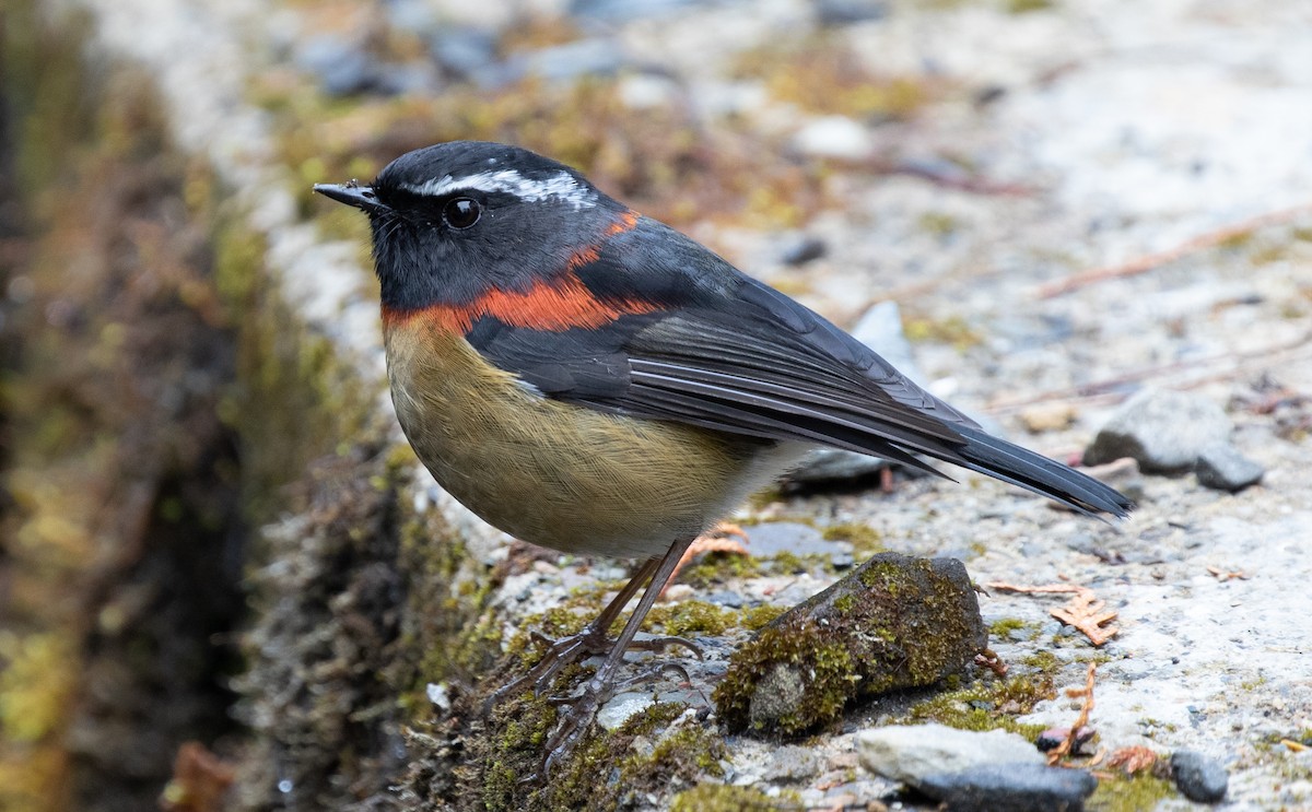 Taiwanblauschwanz - ML408064561