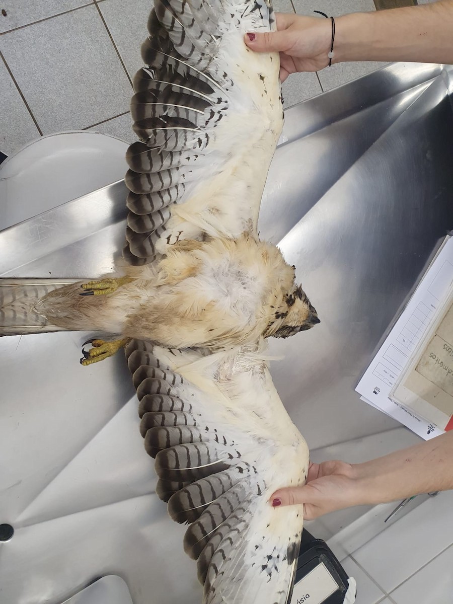 Swainson's Hawk - ML408064761