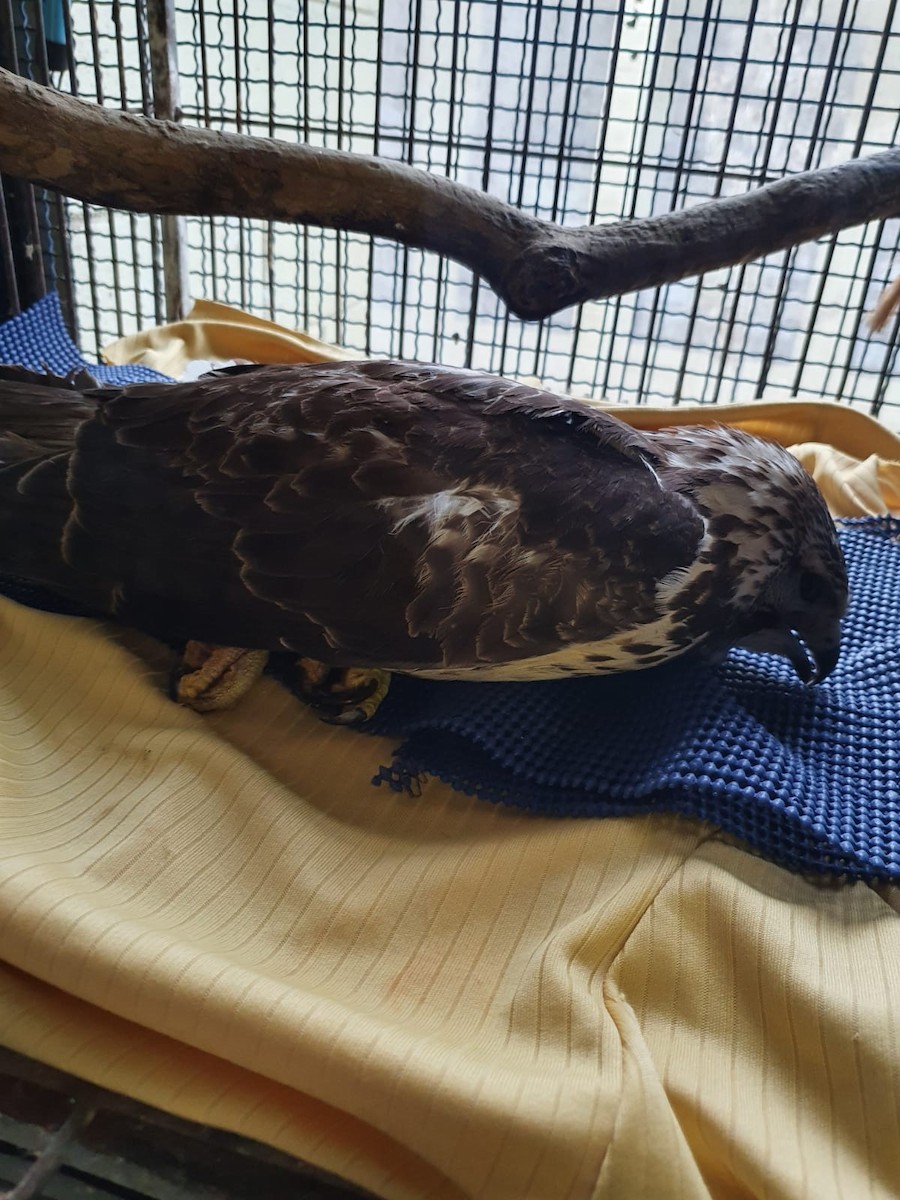 Swainson's Hawk - ML408064781