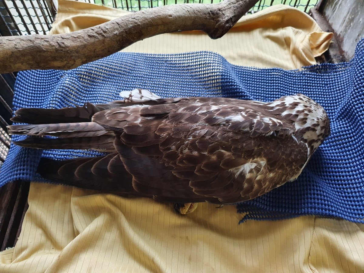 Swainson's Hawk - ML408064791